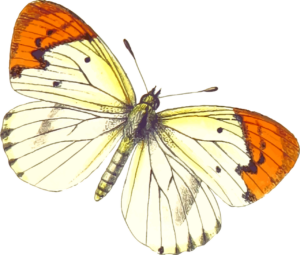 Ein Klassiker der Selbstverwirklichung