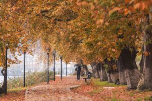 trees, road, path, leaves, foliage, autumn, nature, forest, woods, season, landscape