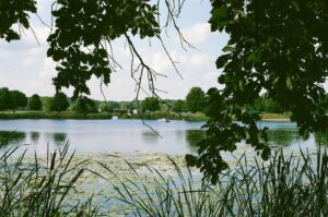 a body of water with trees around it